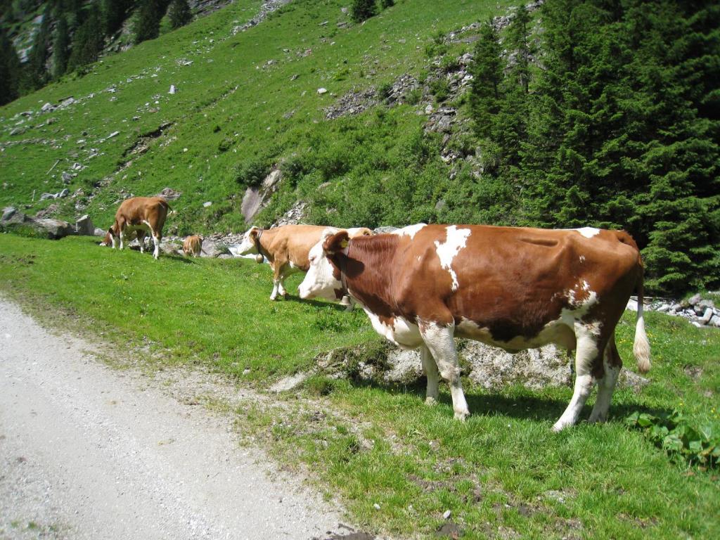 Gaestehaus Christoph Ried im Zillertal Bagian luar foto